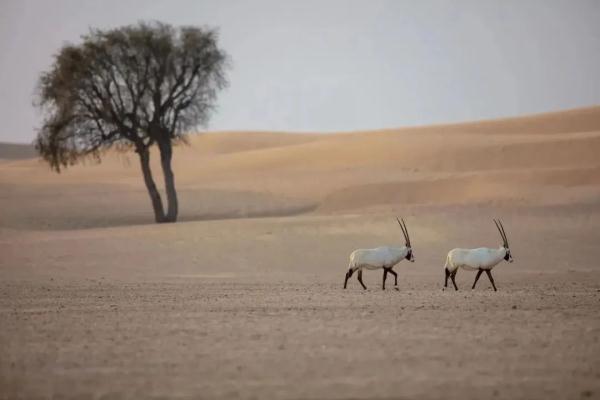 沙漠与海洋的交响 | 阿联酋的沙漠动物和亚洲水下生物