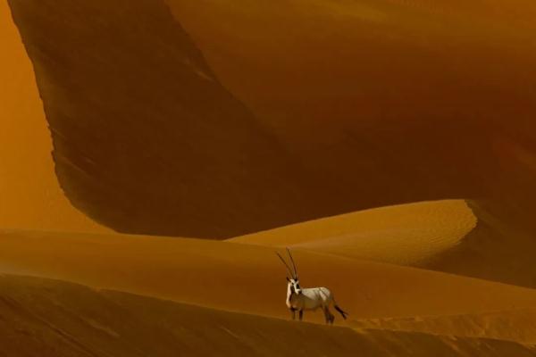 光影变幻的诗篇 | 阿迪布•阿拉尼的沙漠摄影艺术